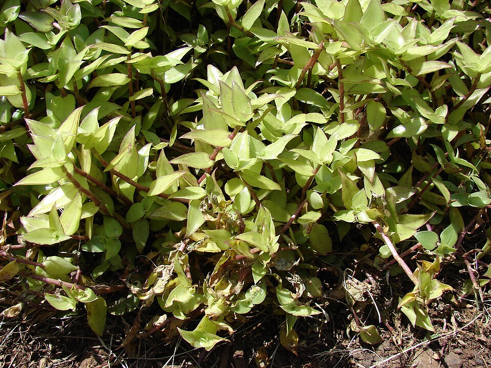 Callisia repens (Turtle Vine) (alternate view 10)