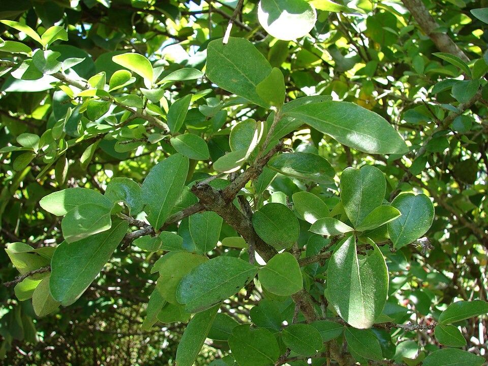 Malpighia emarginata (Acerola Cherry) (alternate view 6)