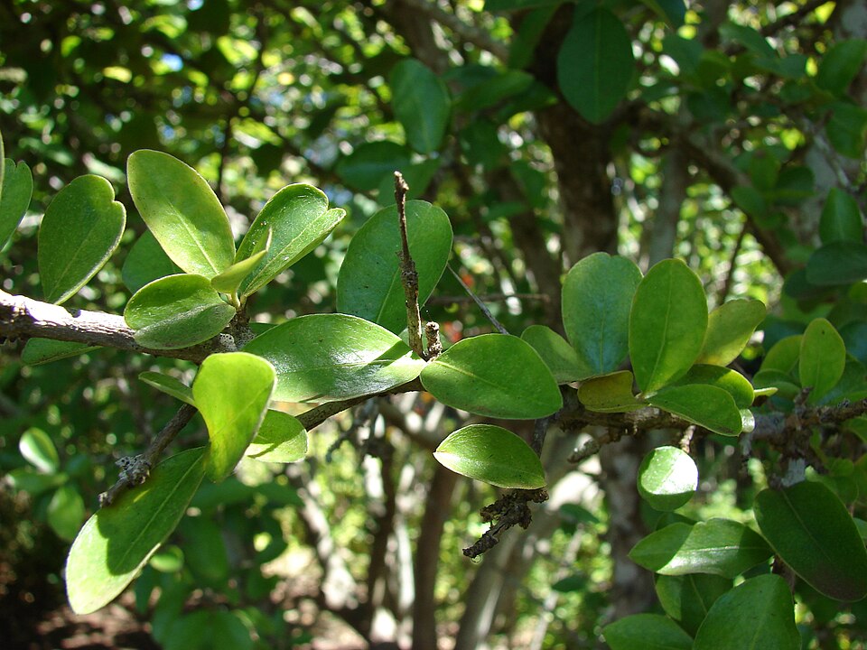 Malpighia emarginata (Acerola Cherry) (alternate view 7)