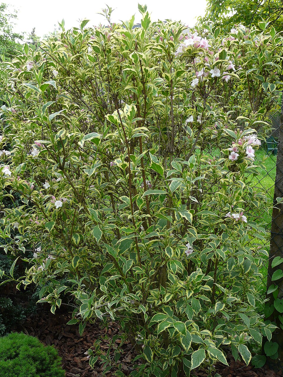 Weigela florida 'Variegata' (variegated weigela) (alternate view 3)