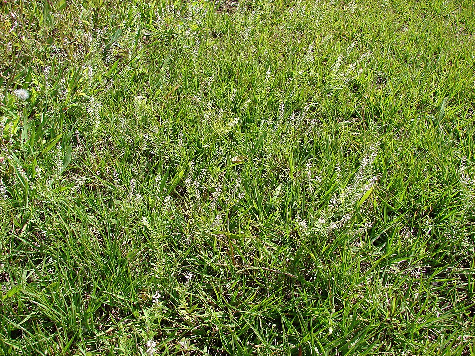 Senega paniculata (rootbeer plant) (alternate view 8)