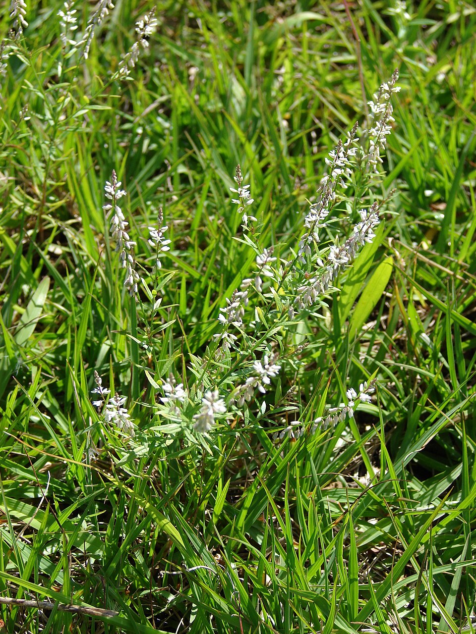 Senega paniculata (rootbeer plant) (alternate view 9)