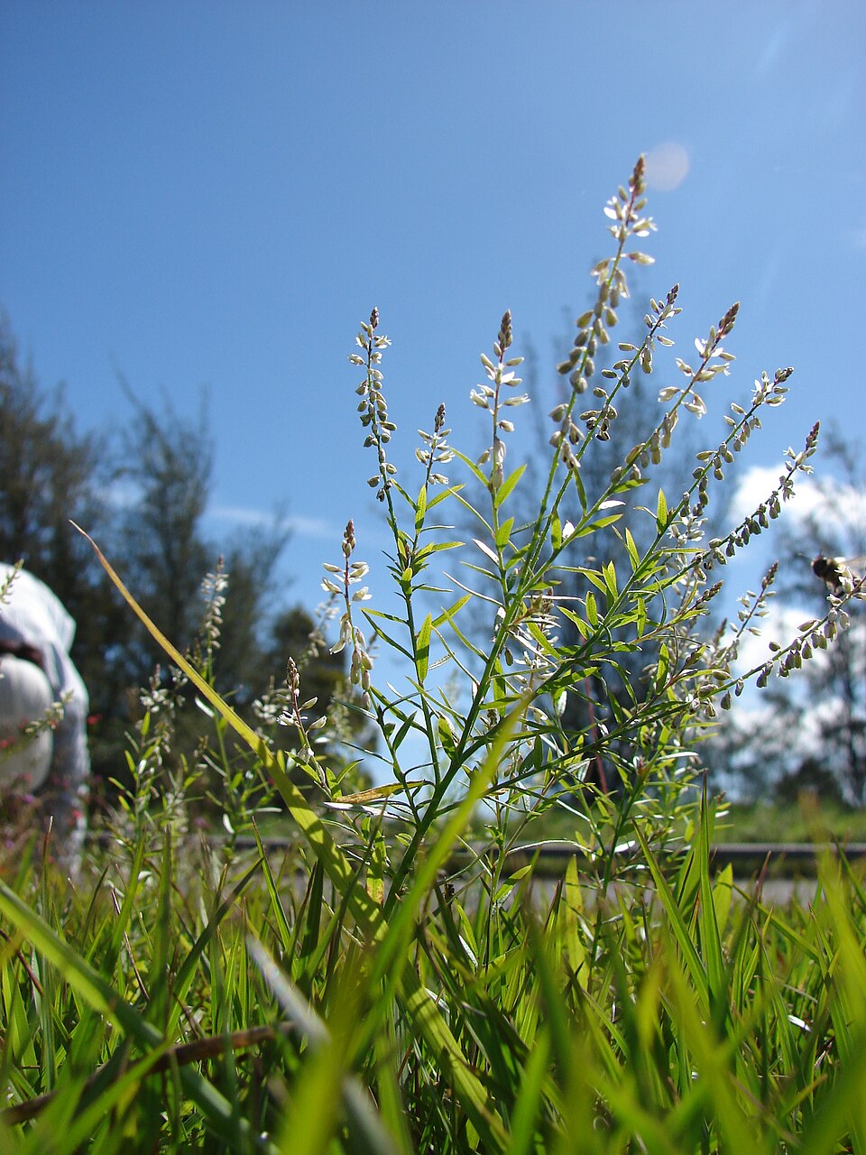 Senega paniculata (rootbeer plant) (alternate view 10)