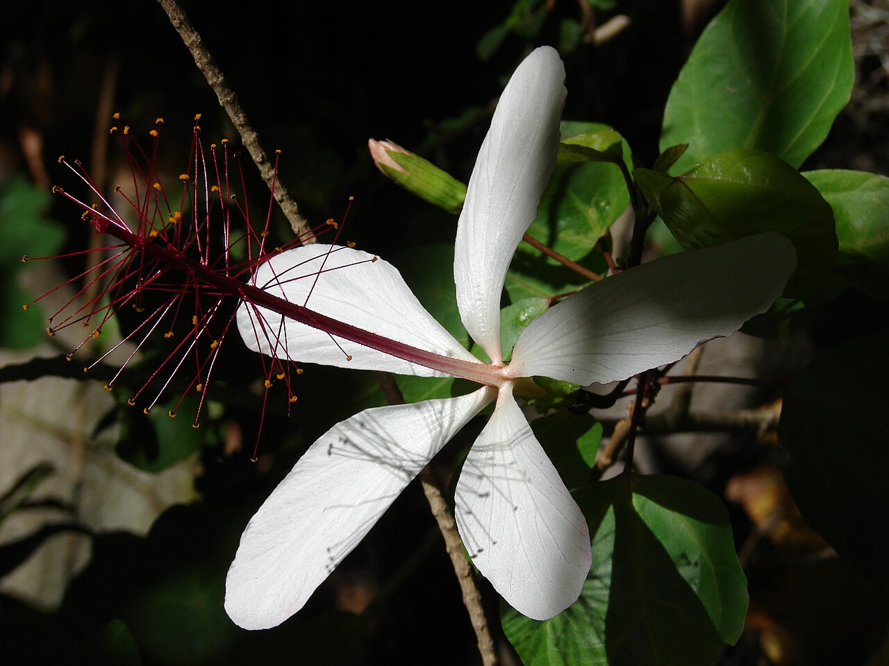 Hibiscus arnottianus, Hawaiian white hibiscus — upright evergreen (Malvaceae) (image 4 of 10)