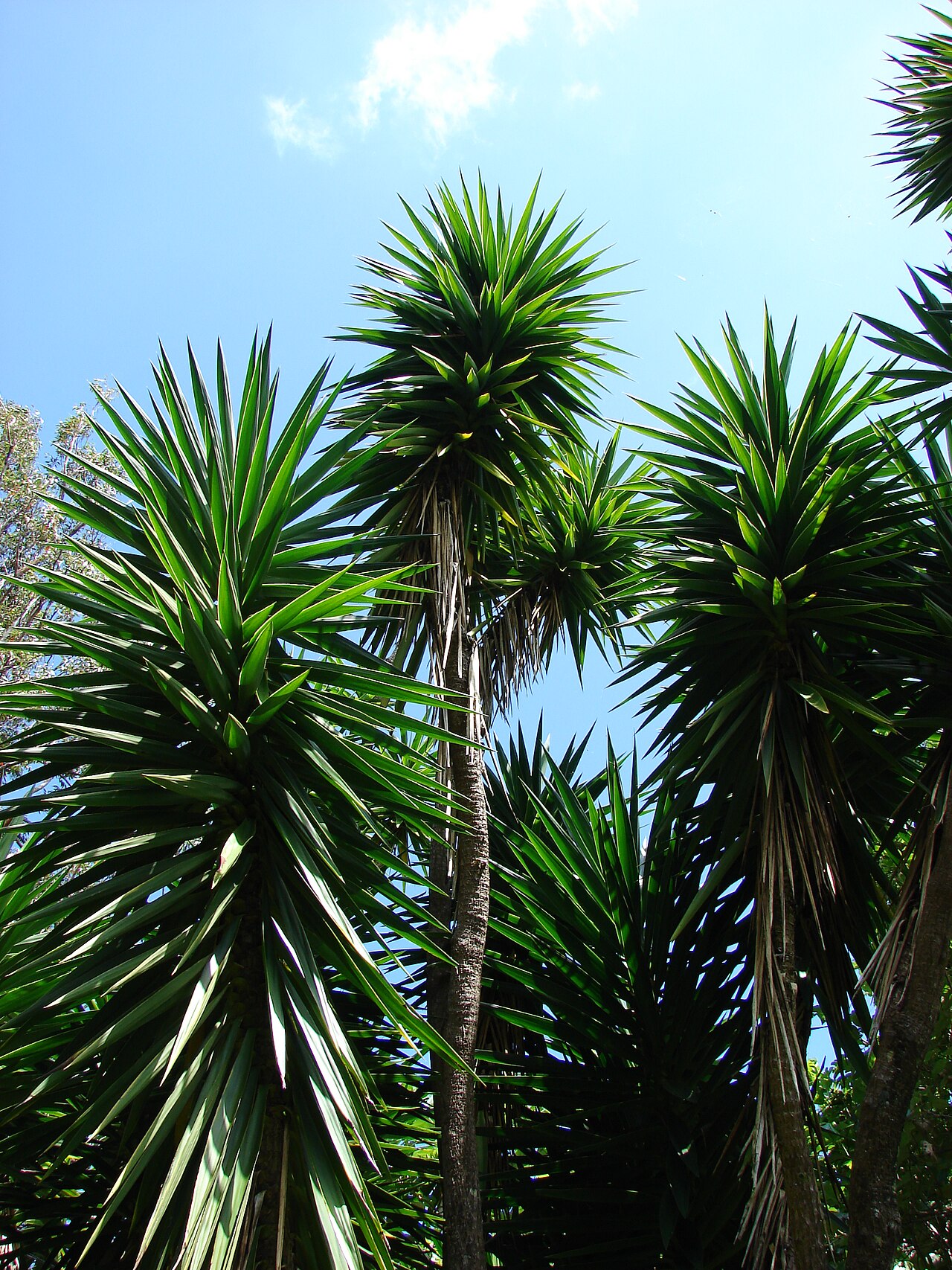 Yucca gigantea, Spineless yucca — upright evergreen (Asparagaceae) (image 4 of 10)