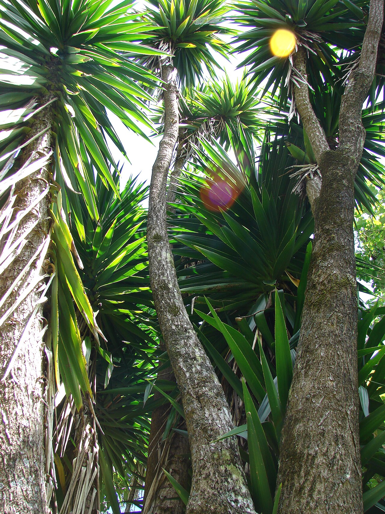 Yucca gigantea, Spineless yucca — upright evergreen (Asparagaceae) (image 5 of 10)