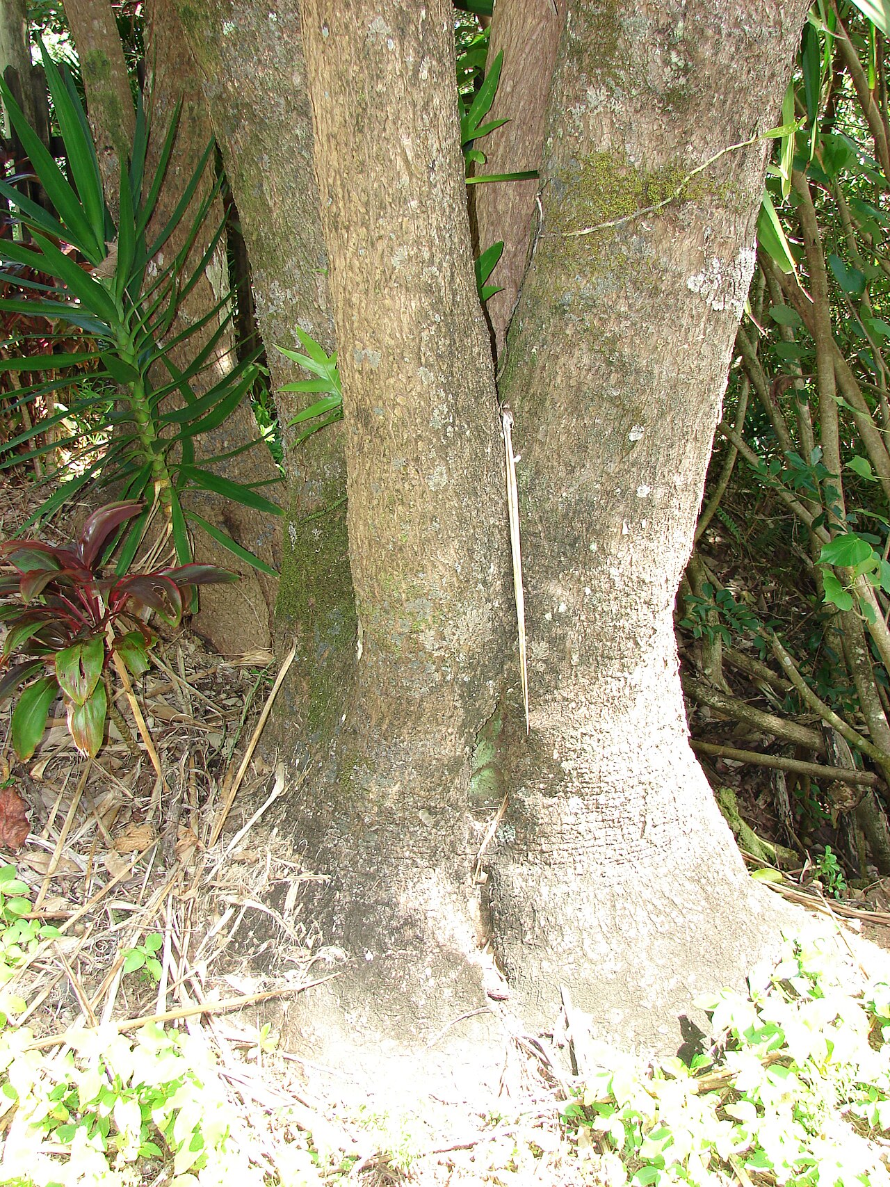 Yucca gigantea, Spineless yucca — upright evergreen (Asparagaceae) (image 6 of 10)