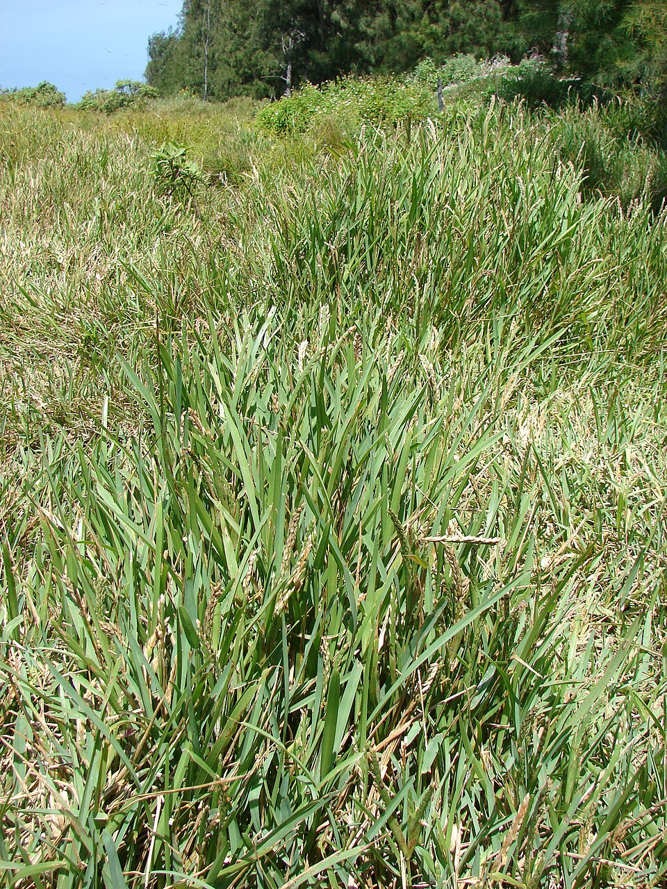 Stenotaphrum secundatum (St. Augustine Grass) (alternate view 7)