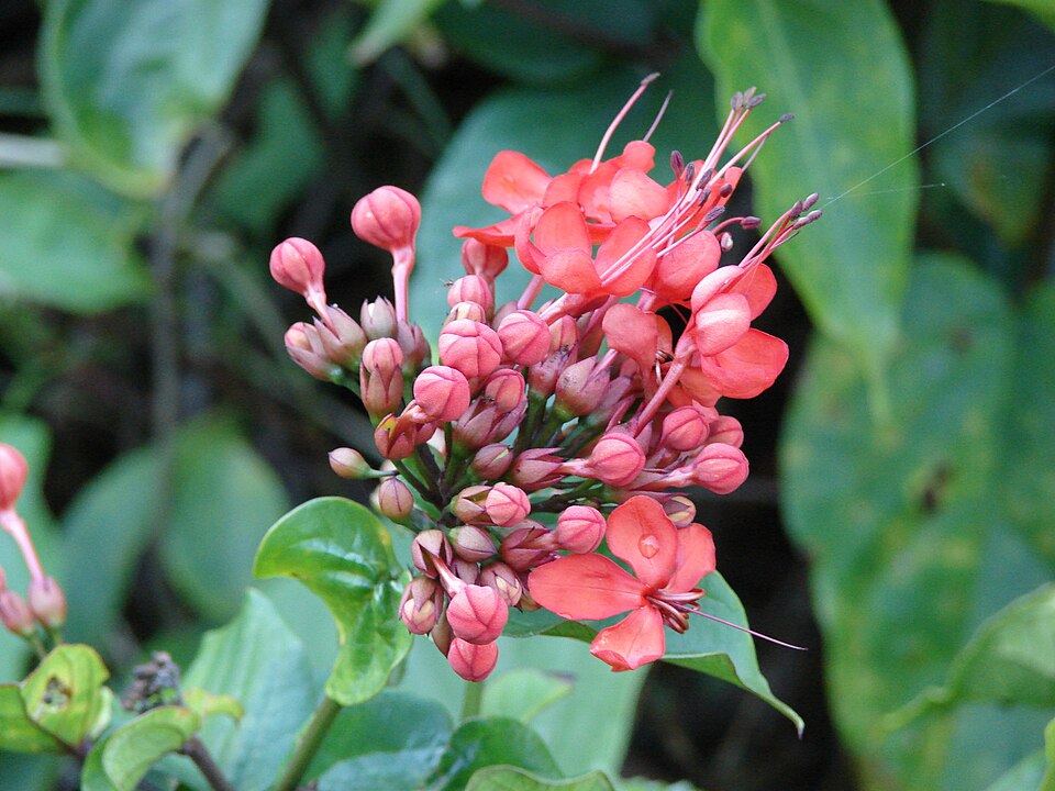 Clerodendrum × speciosum (Red Bleeding Heart Vine) (alternate view 9)
