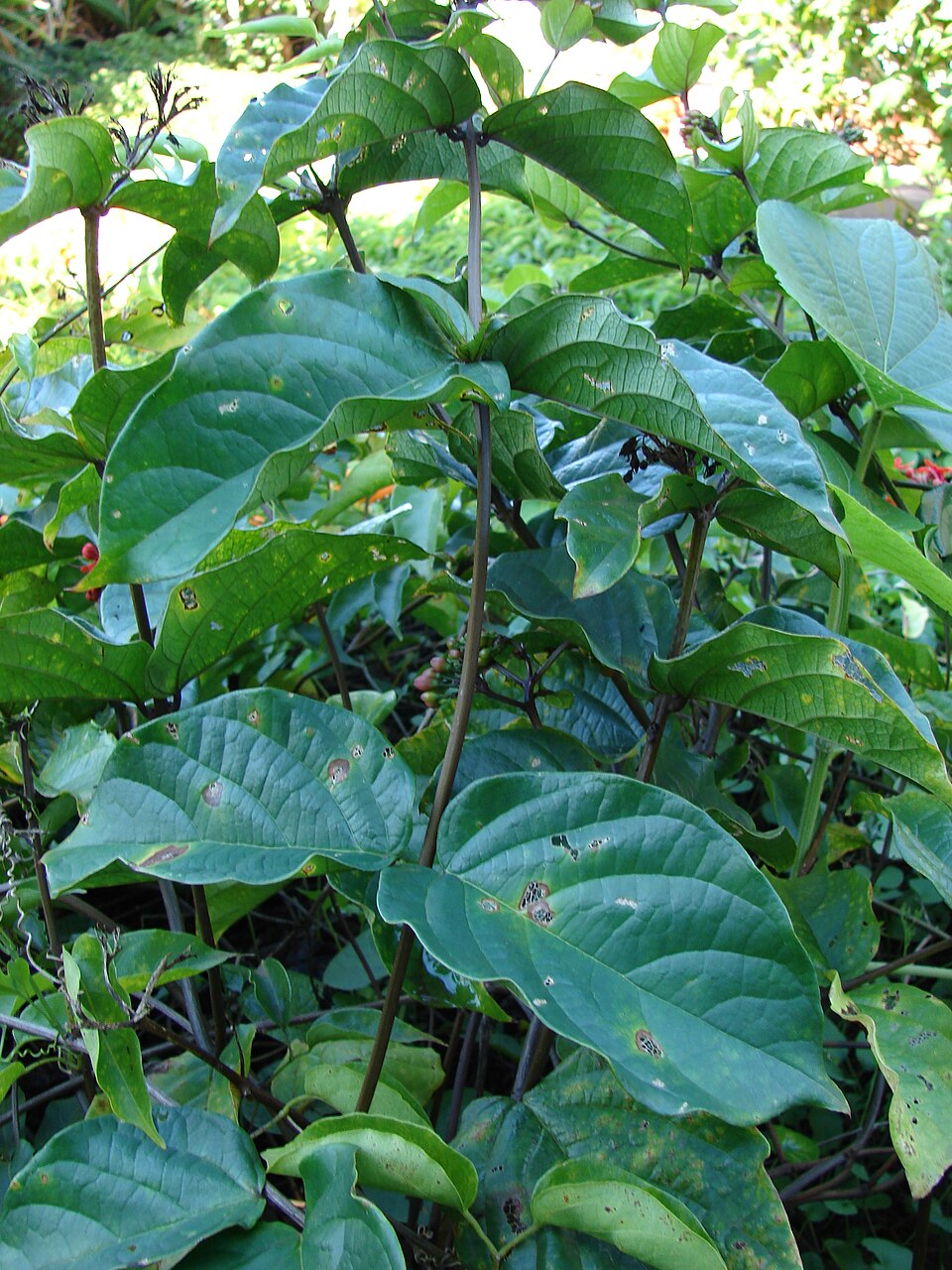 Clerodendrum × speciosum (Red Bleeding Heart Vine) (alternate view 10)
