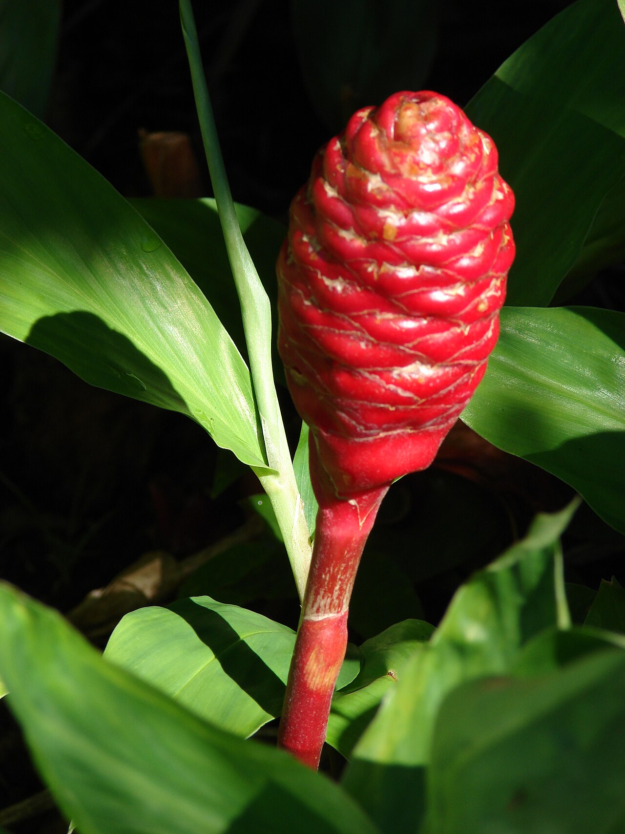 Zingiber zerumbet, Shampoo ginger — clumping deciduous (Zingiberaceae) (image 8 of 10)