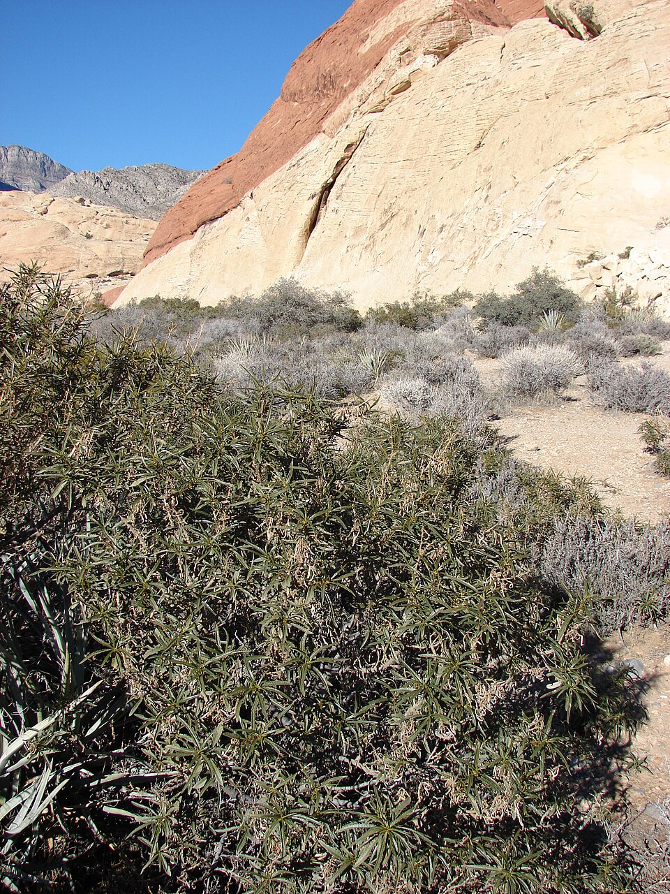 Yucca baccata (Banana Yucca) (alternate view 7)