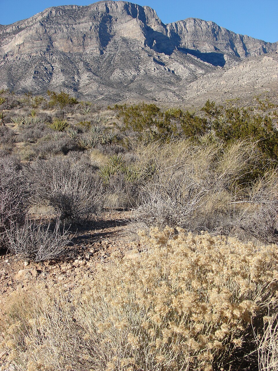 Yucca baccata (Banana Yucca) (alternate view 8)
