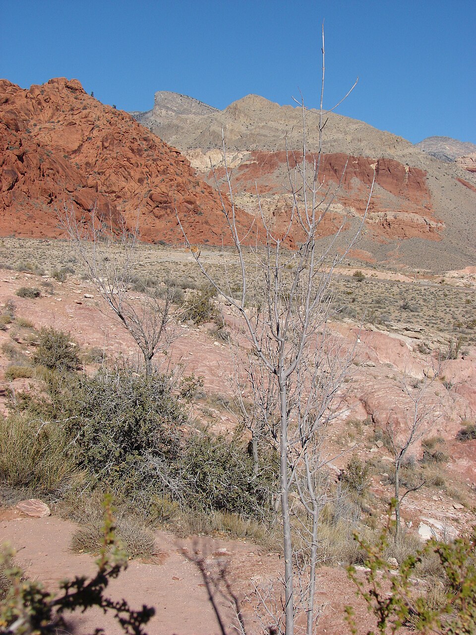 Fraxinus velutina (Velvet Ash) (alternate view 6)
