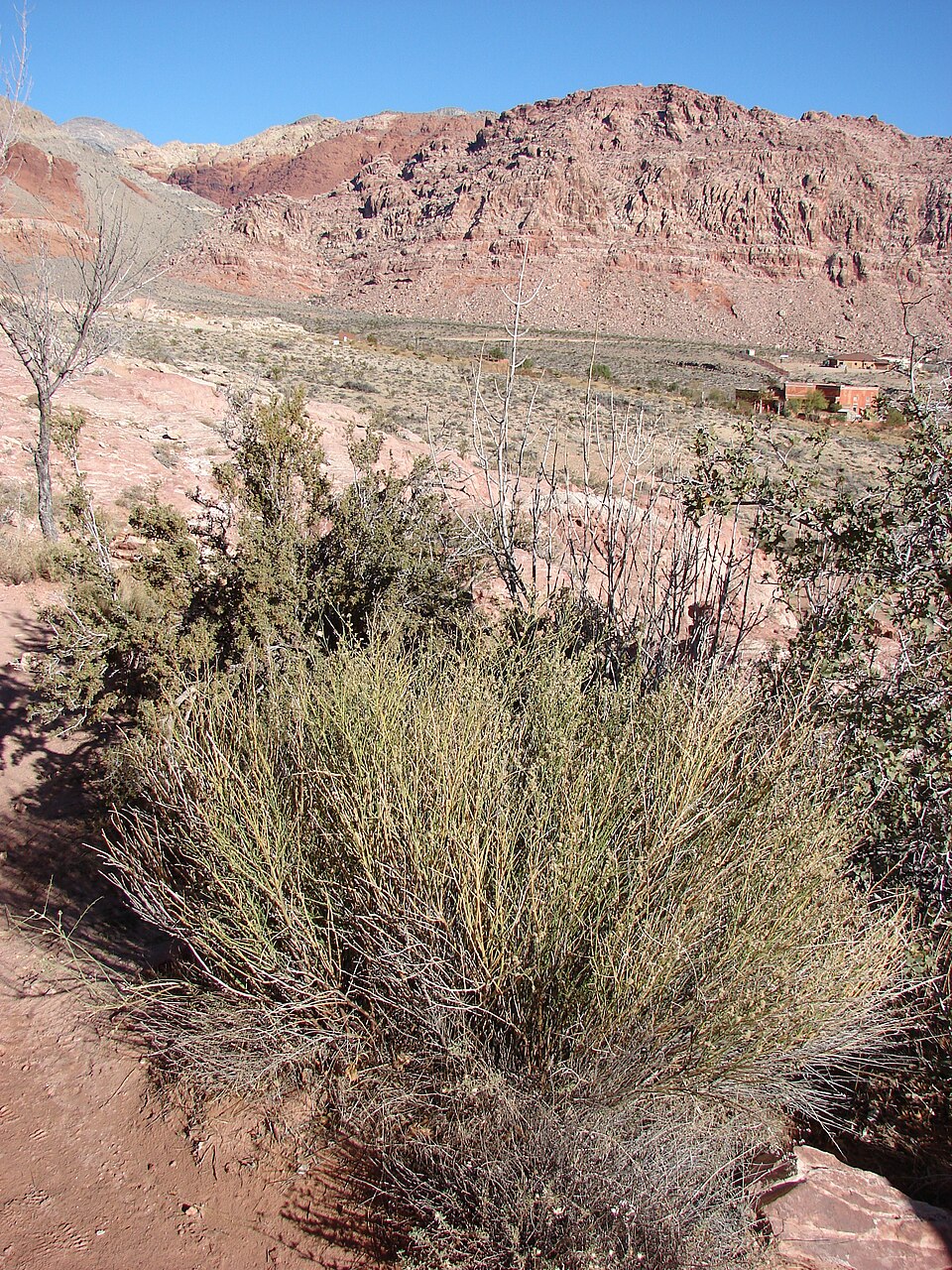 Fraxinus velutina (Velvet Ash) (alternate view 7)