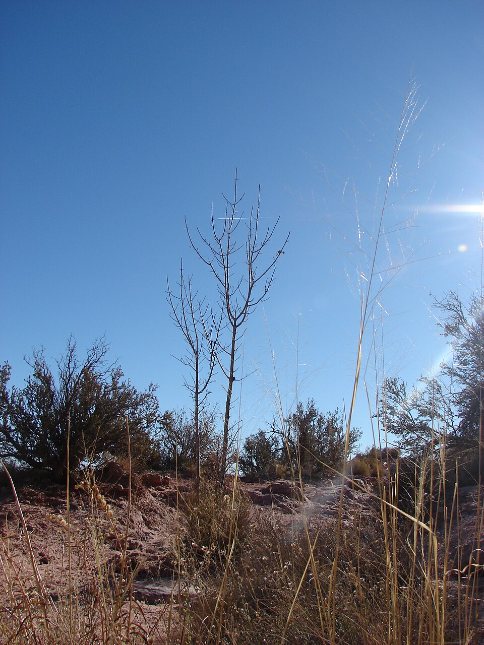 Fraxinus velutina (Velvet Ash) (alternate view 8)