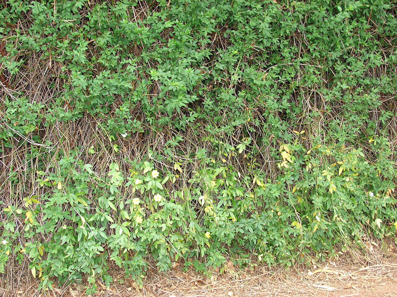 Jasminum mesnyi, Primrose jasmine — spreading evergreen (Oleaceae) (image 8 of 10)
