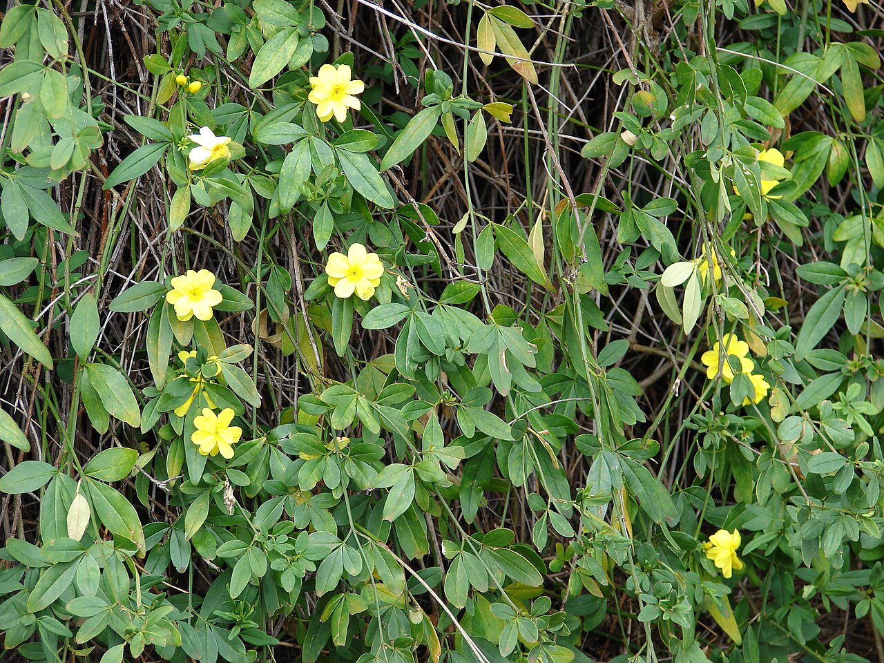 Jasminum mesnyi, Primrose jasmine — spreading evergreen (Oleaceae) (image 9 of 10)