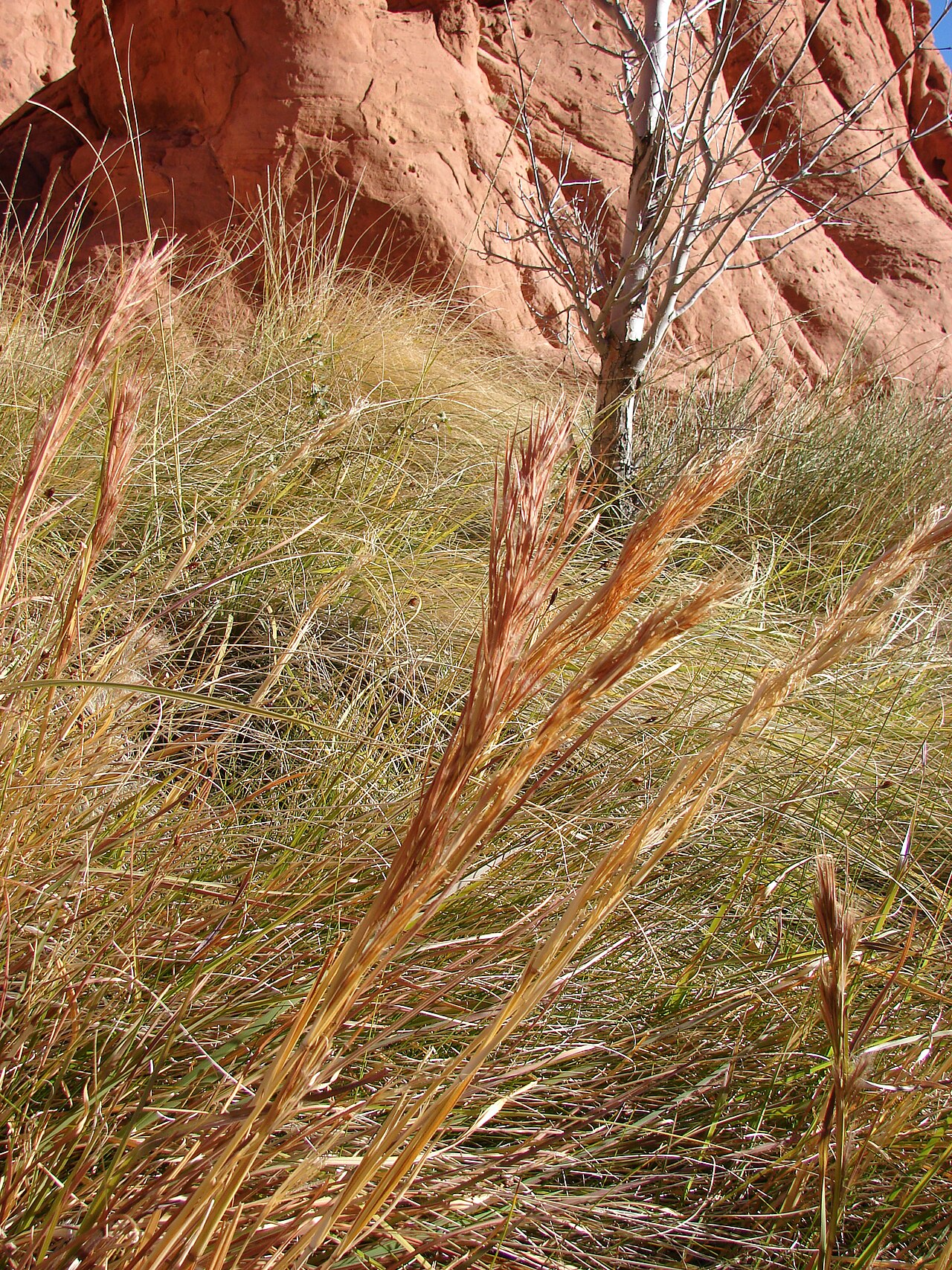 Andropogon glomeratus (Bushy Bluestem)