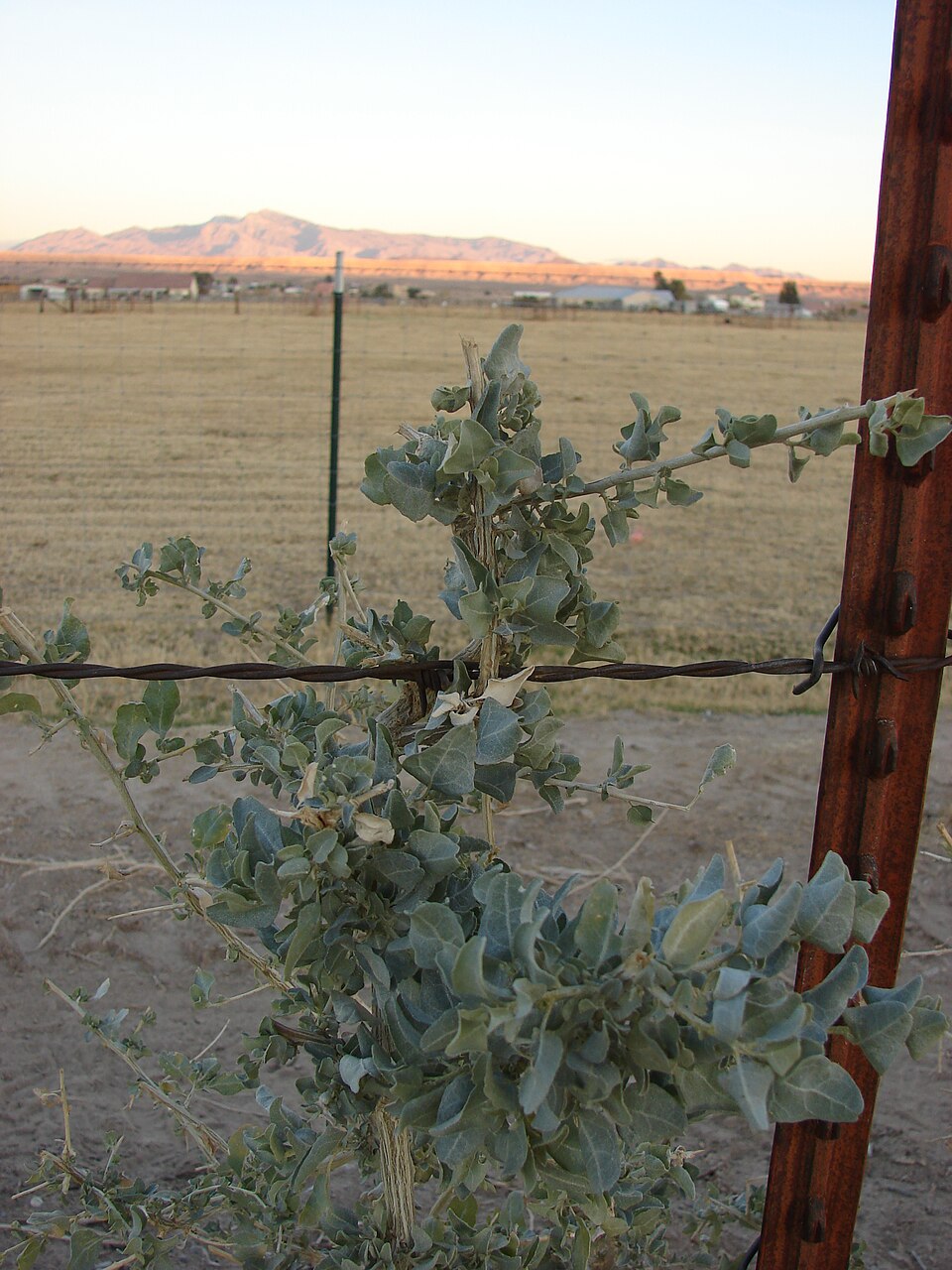 Atriplex lentiformis (big saltbush) (alternate view 10)
