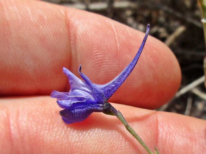 Delphinium (larkspurs) (alternate view 9)