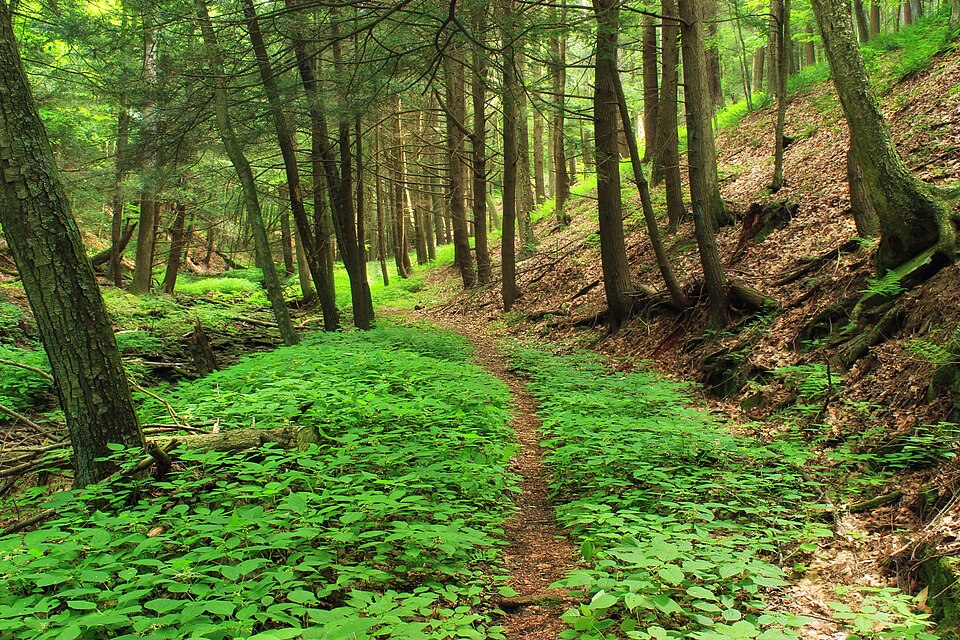 Laportea canadensis (wood nettle)