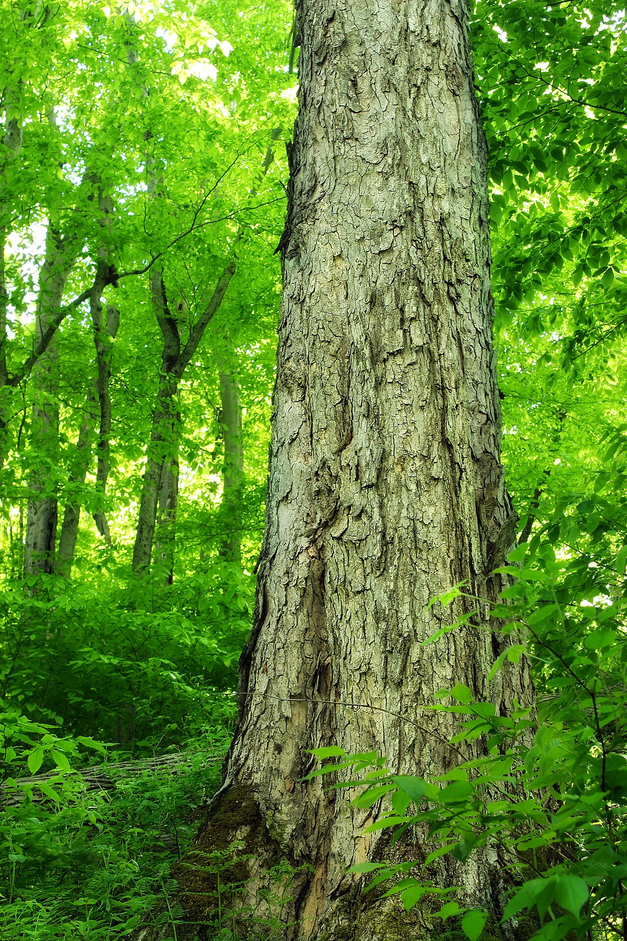 Quercus rubra (red oak)