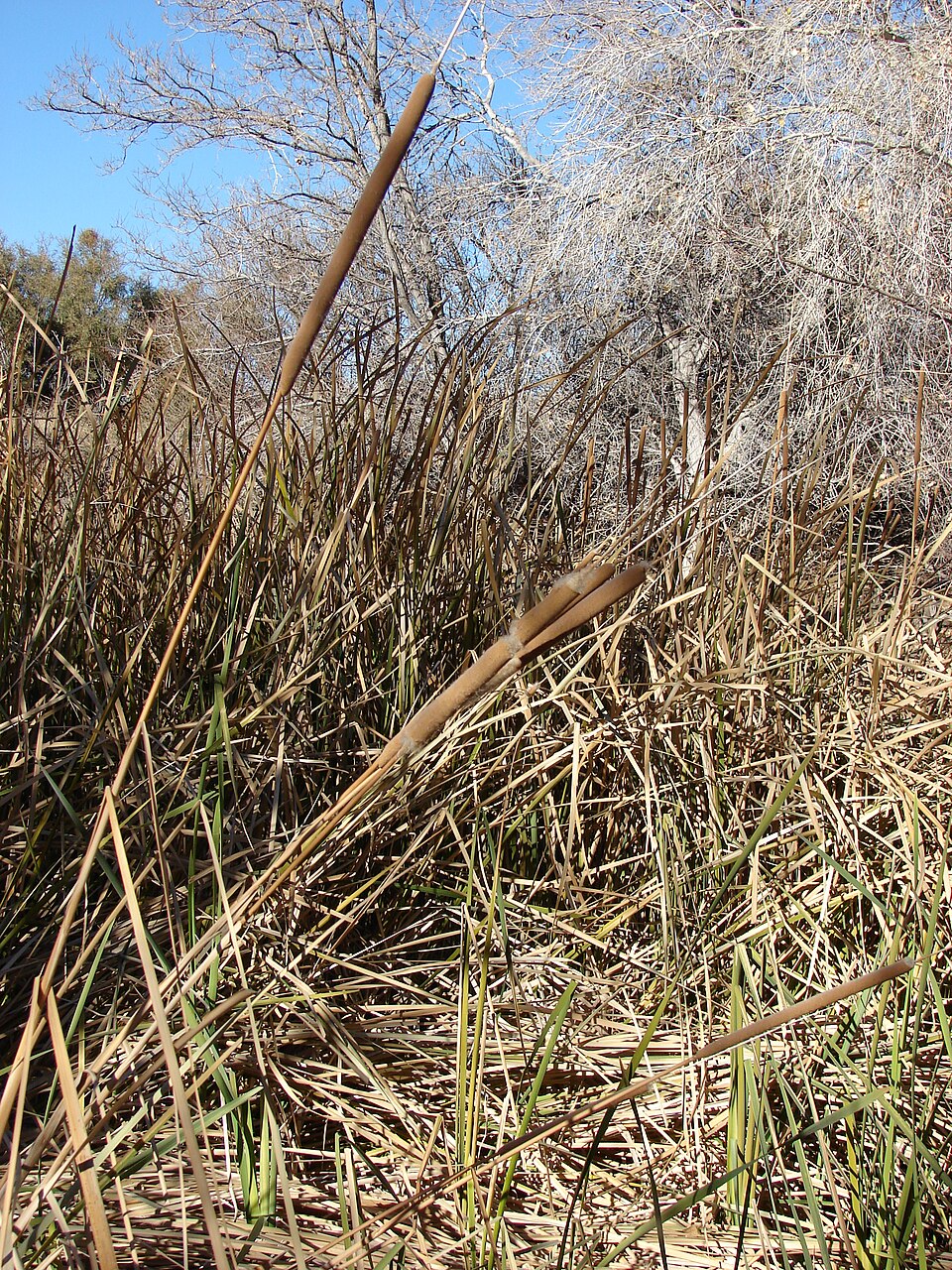 Typha domingensis (southern cattail) (alternate view 3)