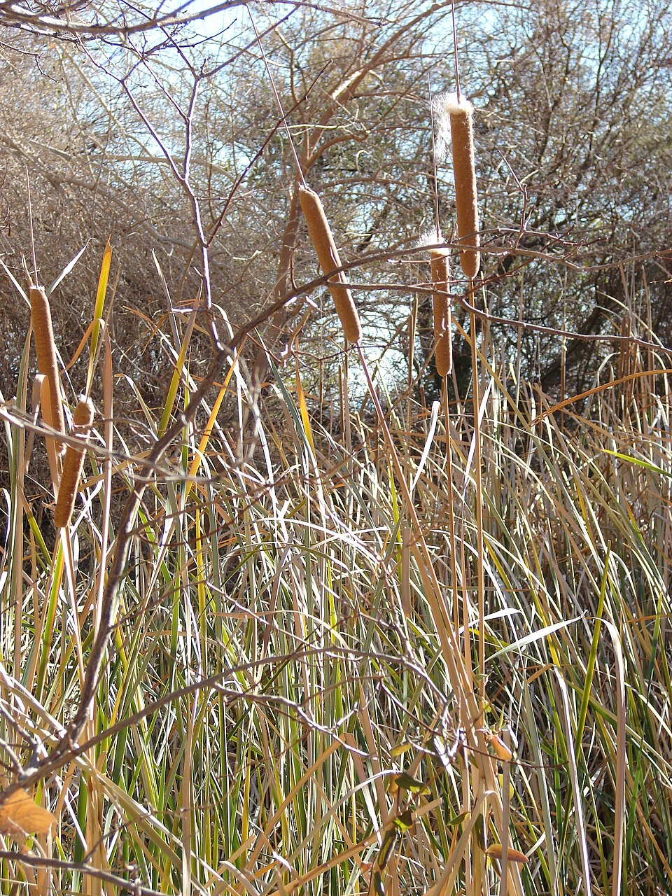 Typha domingensis (southern cattail) (alternate view 4)