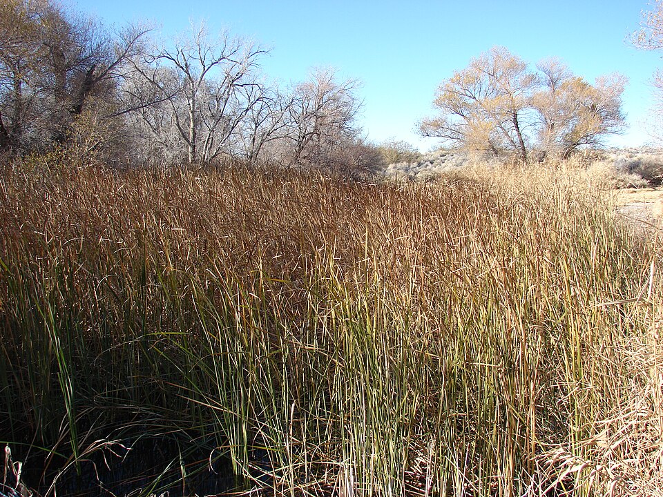 Typha domingensis (southern cattail) (alternate view 5)