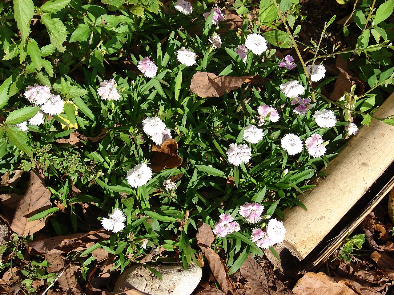 Dianthus chinensis, China pink — mounding semi-evergreen (Caryophyllaceae) (image 1 of 10)