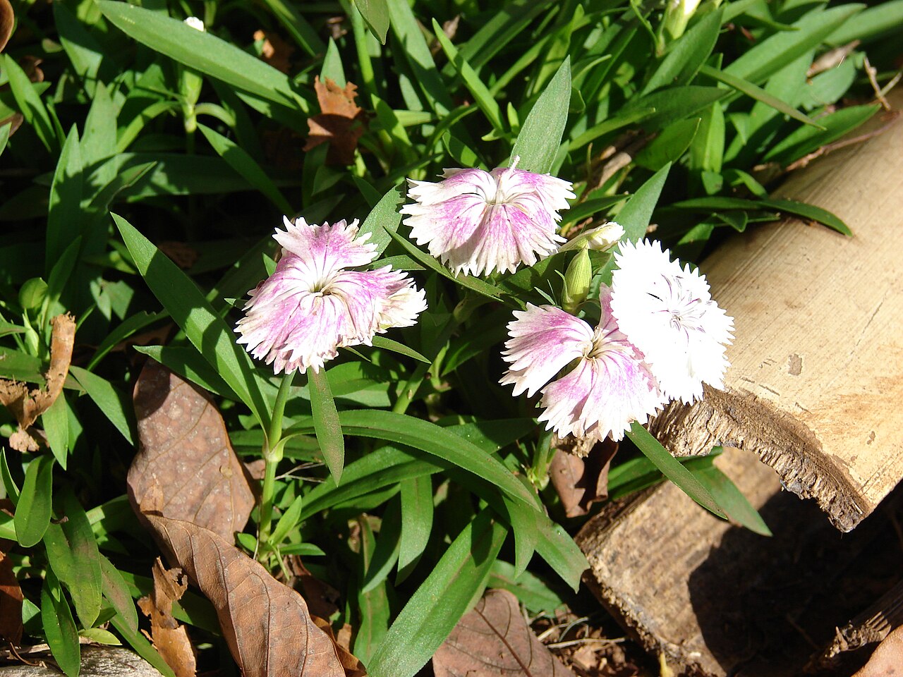 Dianthus chinensis, China pink — mounding semi-evergreen (Caryophyllaceae) (image 2 of 10)