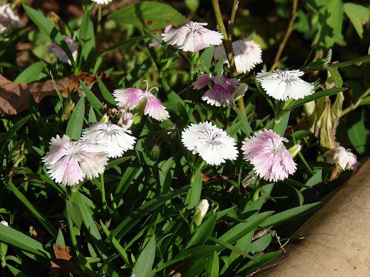 Dianthus chinensis, China pink — mounding semi-evergreen (Caryophyllaceae) (image 3 of 10)