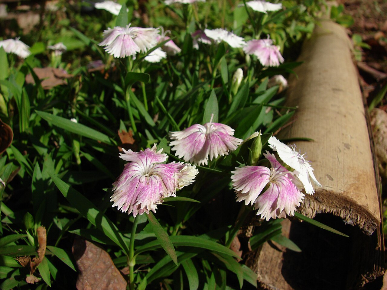 Dianthus chinensis, China pink — mounding semi-evergreen (Caryophyllaceae) (image 4 of 10)