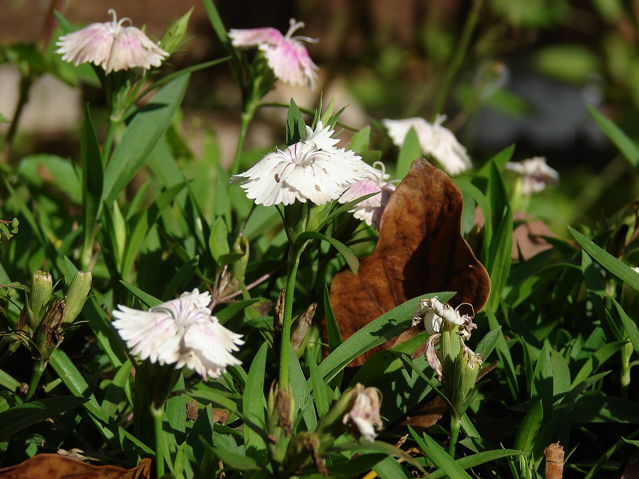 Dianthus chinensis, China pink — mounding semi-evergreen (Caryophyllaceae) (image 5 of 10)