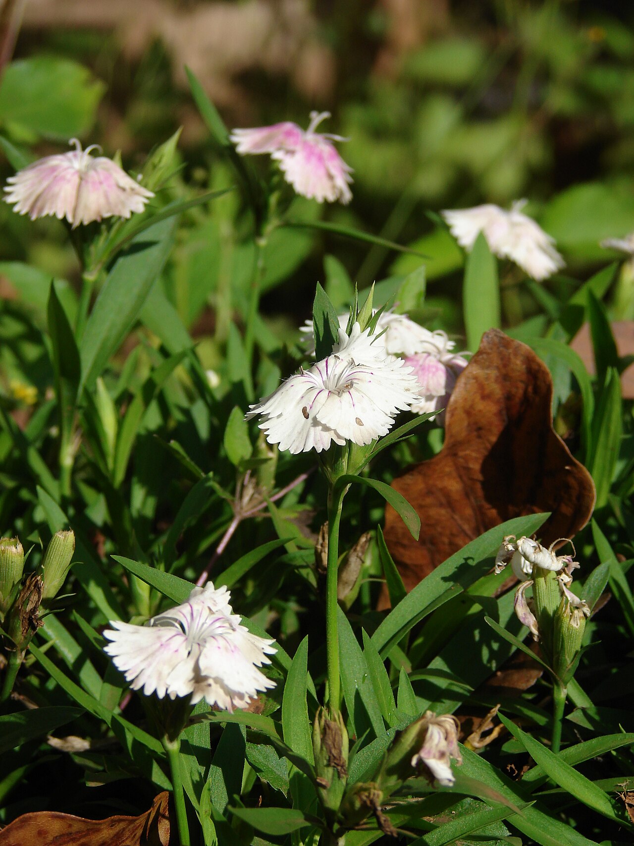 Dianthus chinensis, China pink — mounding semi-evergreen (Caryophyllaceae) (image 6 of 10)