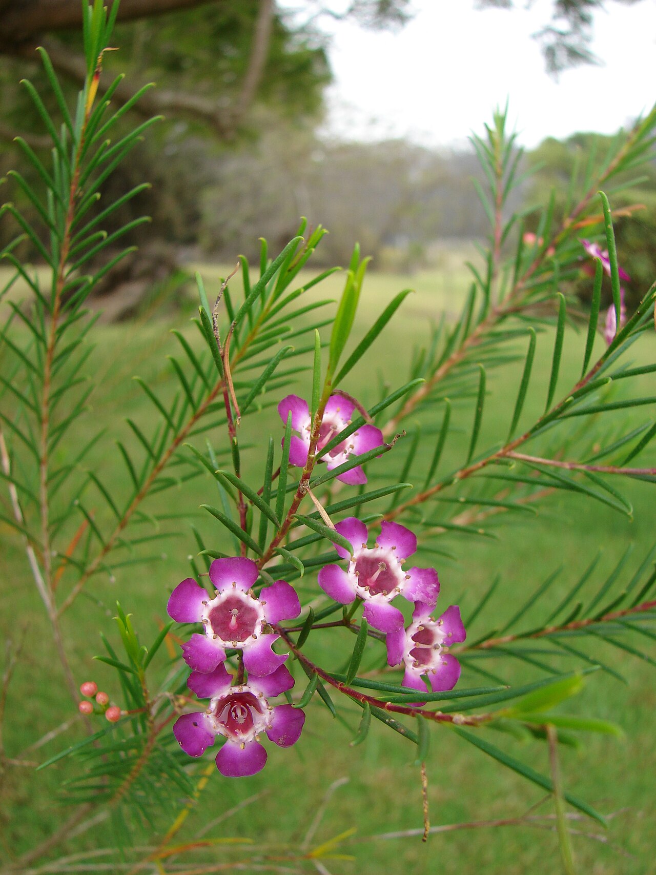 Chamelaucium uncinatum, Geraldton wax — upright evergreen (Myrtaceae) (image 8 of 10)