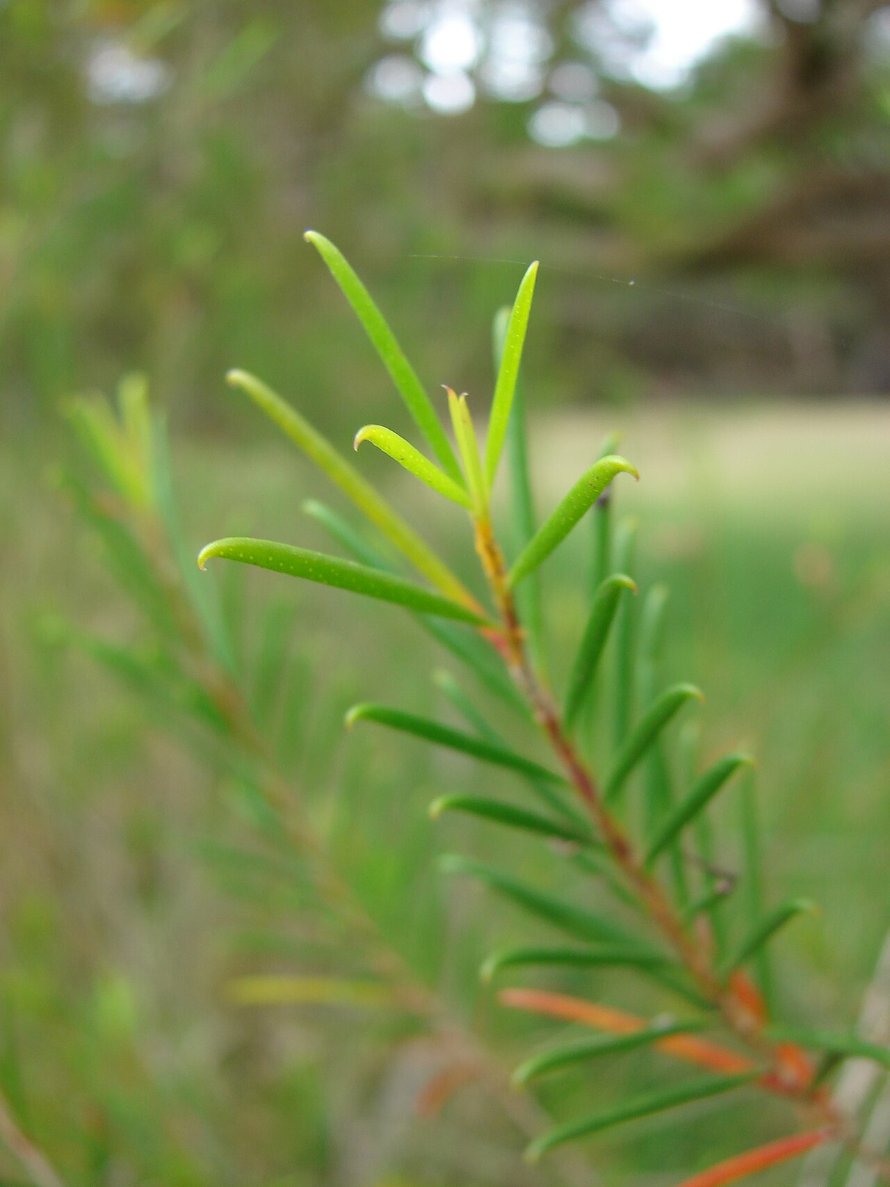 Chamelaucium uncinatum, Geraldton wax — upright evergreen (Myrtaceae) (image 9 of 10)