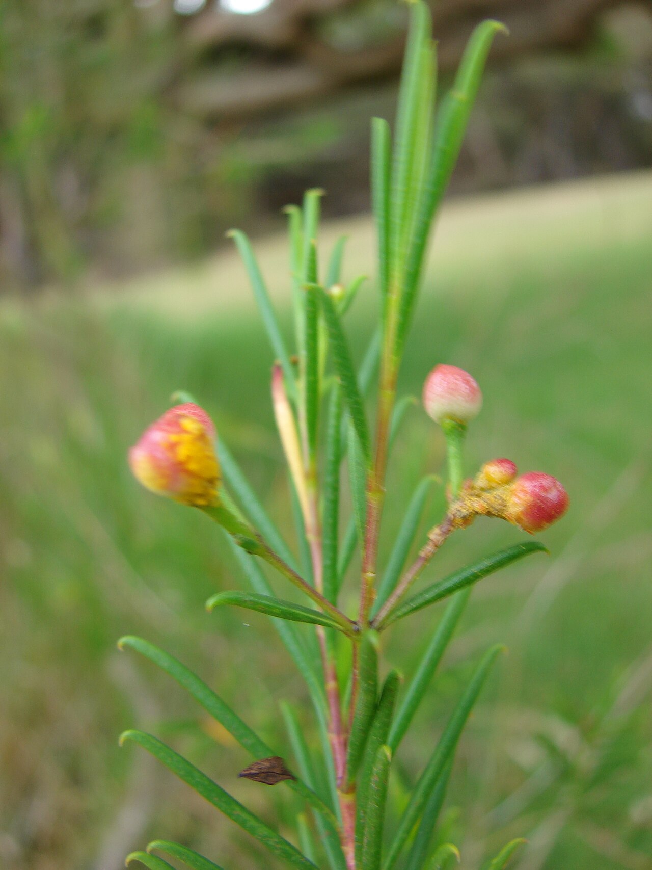 Chamelaucium uncinatum, Geraldton wax — upright evergreen (Myrtaceae) (image 10 of 10)