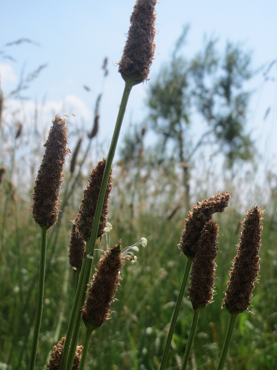 Plantago lanceolata (English plantain) (alternate view 10)