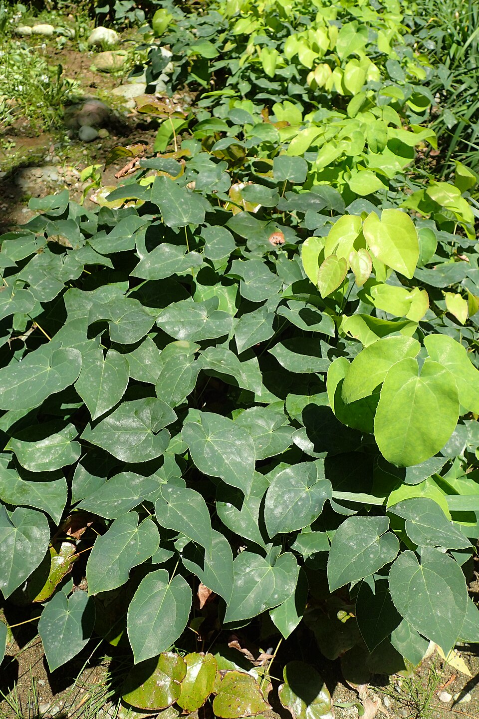 Epimedium pinnatum ssp. colchicum (epimedium-pinnatum-ssp-colchicum) (alternate view 6)
