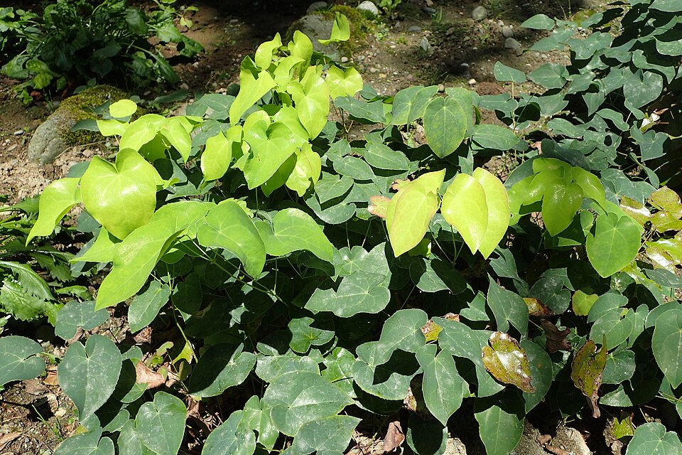 Epimedium pinnatum ssp. colchicum (epimedium-pinnatum-ssp-colchicum) (alternate view 7)