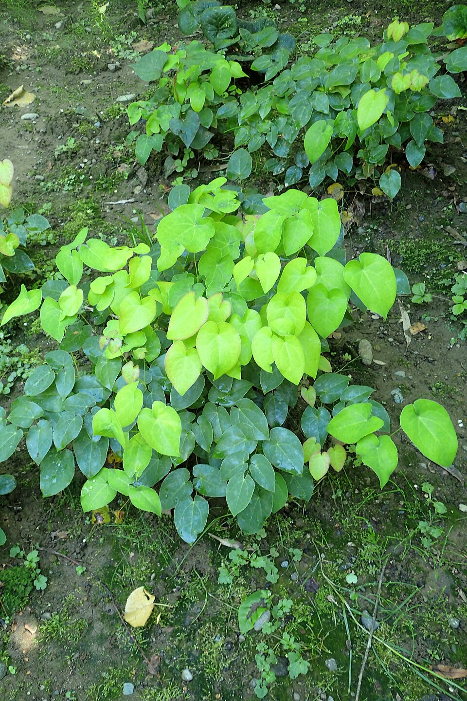 Epimedium pinnatum ssp. colchicum (epimedium-pinnatum-ssp-colchicum) (alternate view 8)