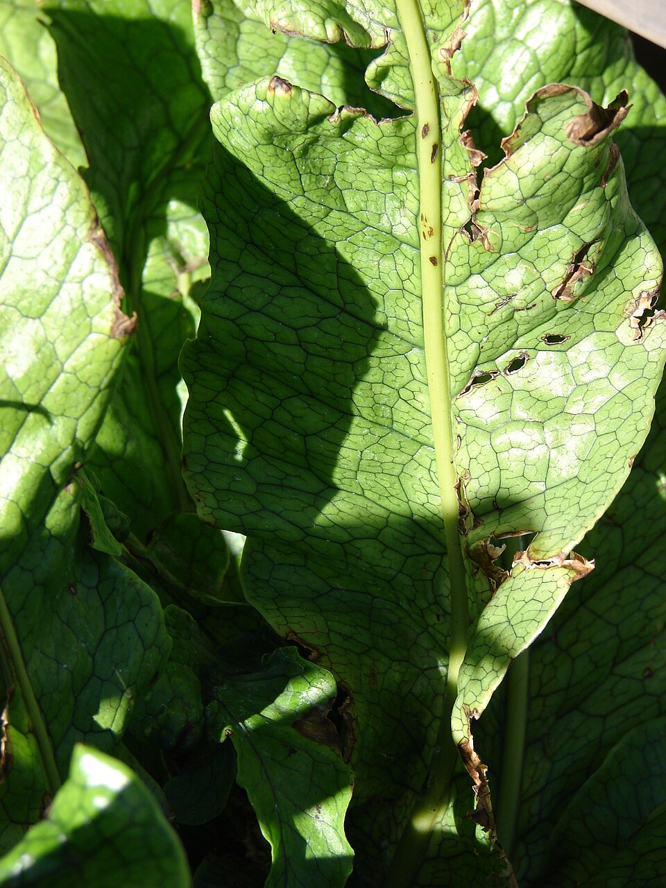 Microsorum musifolium (Crocodile Fern) (alternate view 4)