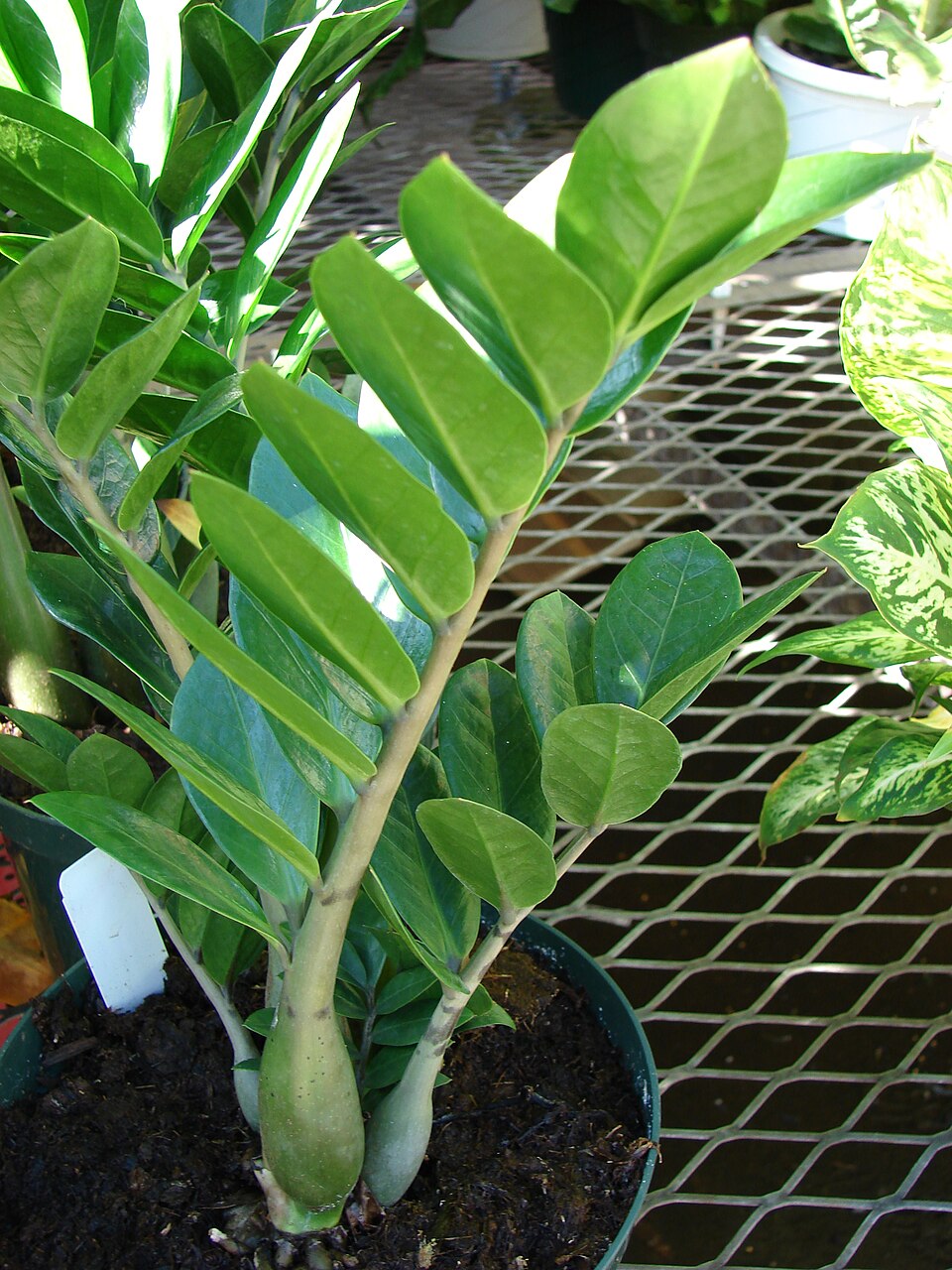 Zamioculcas zamiifolia (ZZ Plant) (alternate view 6)