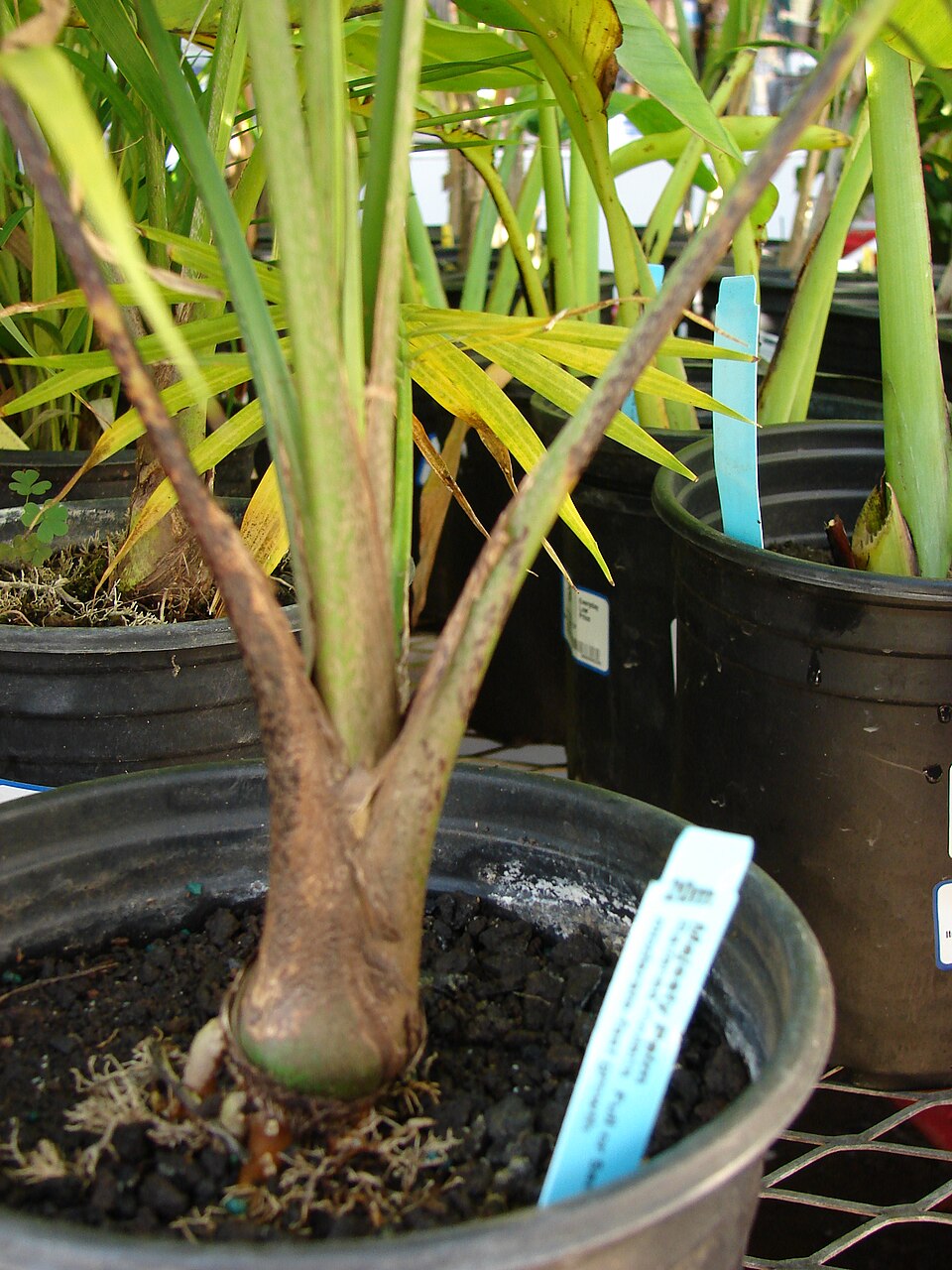 Ravenea rivularis (Majesty Palm) (alternate view 5)