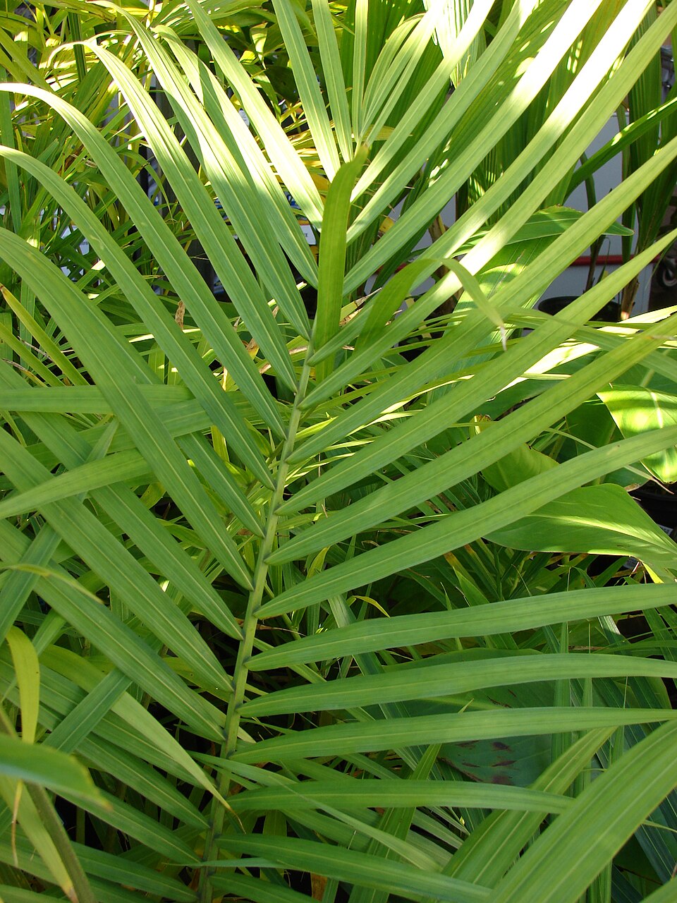 Ravenea rivularis (Majesty Palm) (alternate view 6)