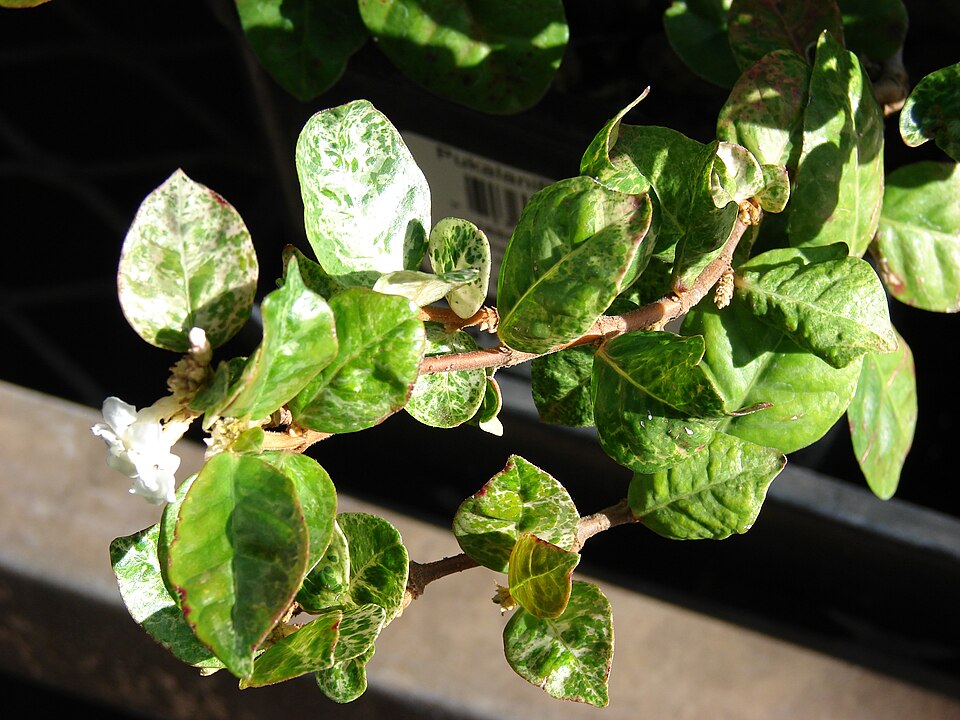 Trachelospermum asiaticum (Asiatic Jasmine) (alternate view 8)