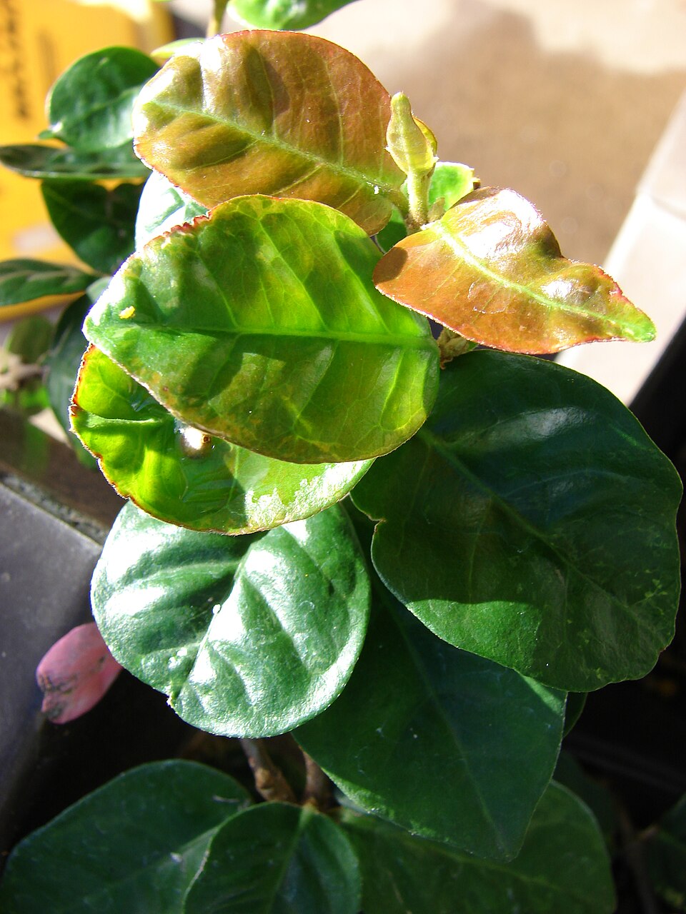 Trachelospermum asiaticum (Asiatic Jasmine) (alternate view 9)