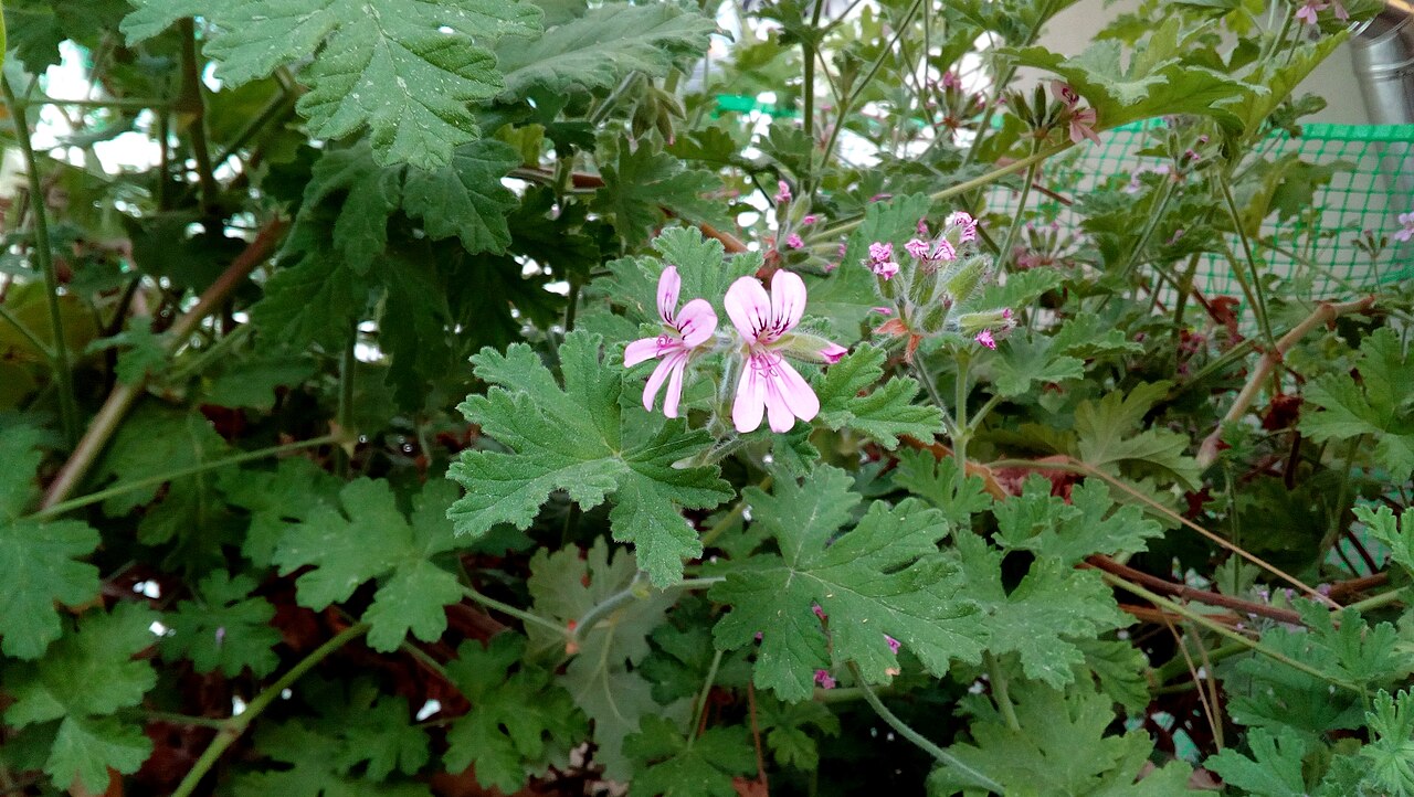 Pelargonium graveolens, Rose geranium — upright evergreen (Geraniaceae) (image 9 of 10)
